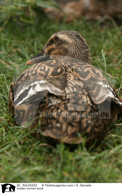 Indische Laufente / Indian runner duck / SG-02202
