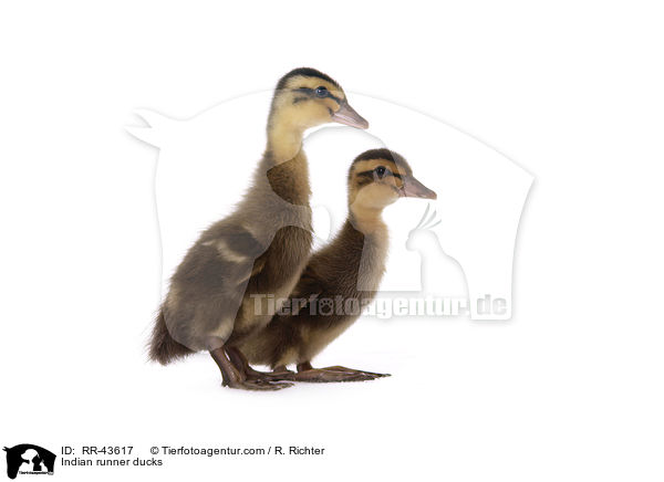 Indische Laufenten / Indian runner ducks / RR-43617