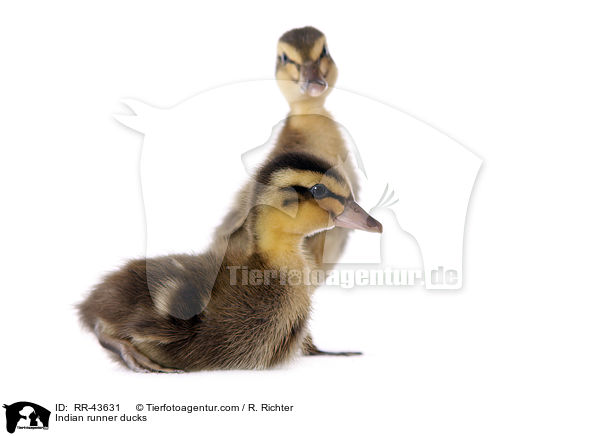 Indische Laufenten / Indian runner ducks / RR-43631