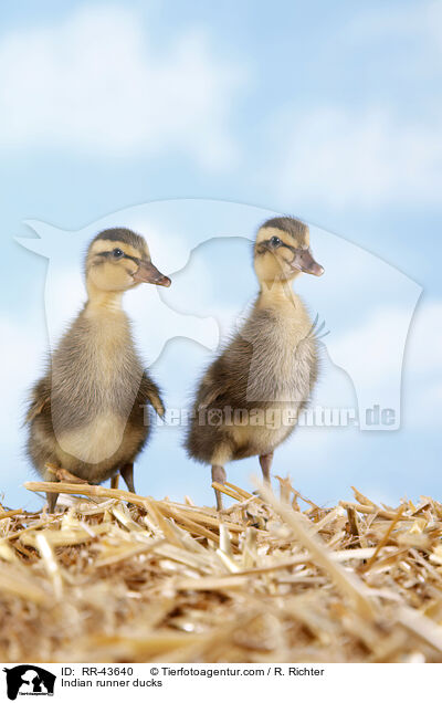 Indische Laufenten / Indian runner ducks / RR-43640