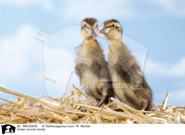 Indische Laufenten / Indian runner ducks / RR-43646