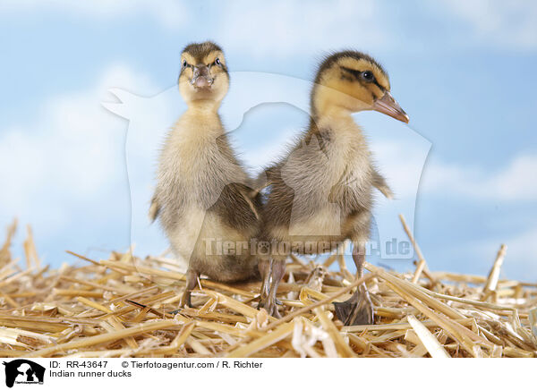 Indische Laufenten / Indian runner ducks / RR-43647