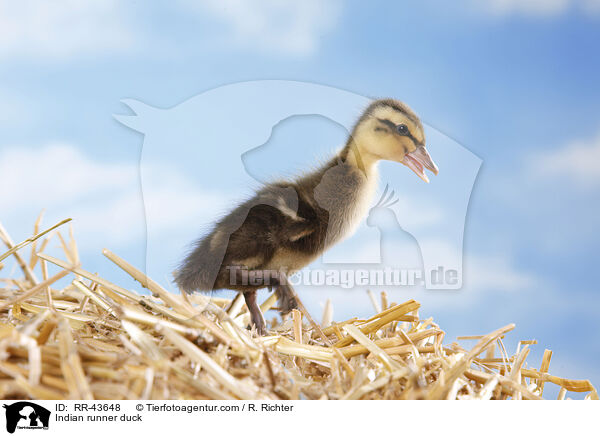 Indische Laufente / Indian runner duck / RR-43648