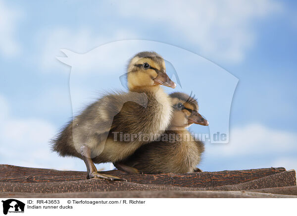 Indische Laufenten / Indian runner ducks / RR-43653