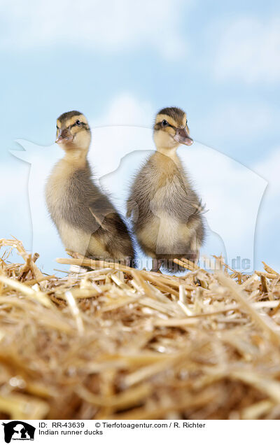 Indische Laufenten / Indian runner ducks / RR-43639