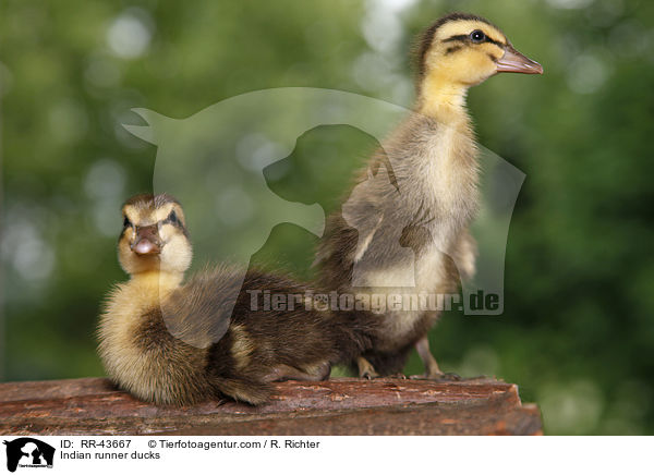 Indische Laufenten / Indian runner ducks / RR-43667