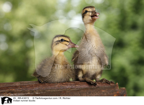 Indische Laufenten / Indian runner ducks / RR-43672