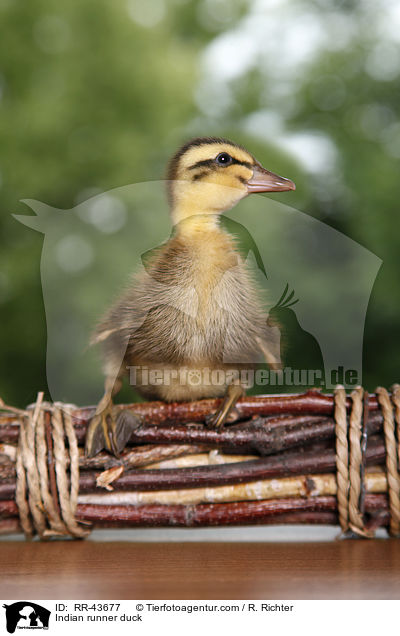 Indische Laufente / Indian runner duck / RR-43677