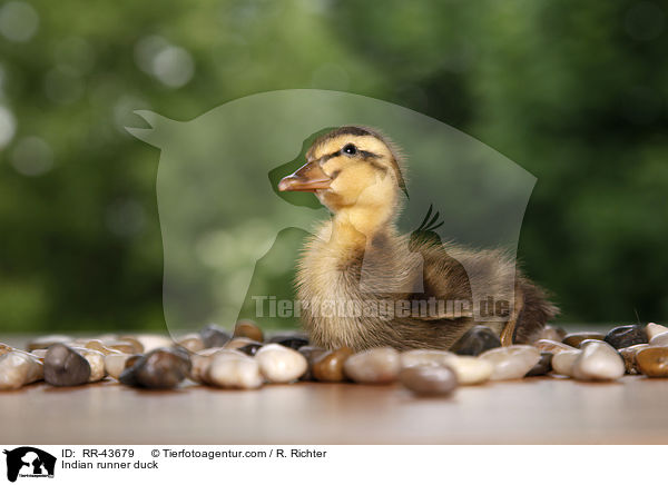 Indische Laufente / Indian runner duck / RR-43679