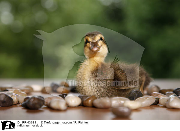 Indische Laufente / Indian runner duck / RR-43681