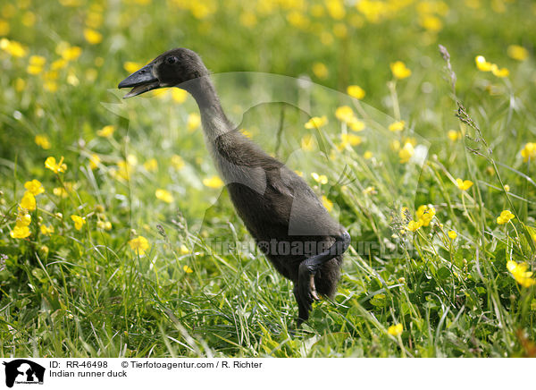 Indische Laufente / Indian runner duck / RR-46498