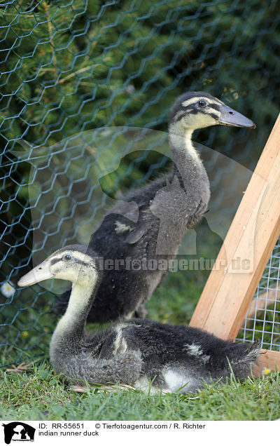 Indische Laufente / indian runner duck / RR-55651