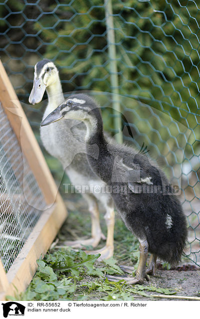 Indische Laufente / indian runner duck / RR-55652