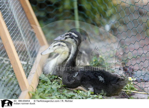 Indische Laufente / indian runner duck / RR-55654