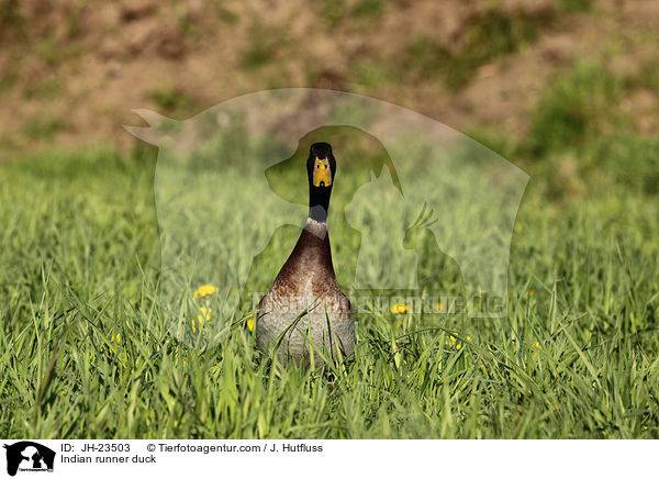 Indische Laufente / Indian runner duck / JH-23503