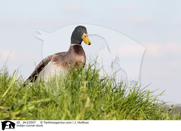 Indische Laufente / Indian runner duck / JH-23507