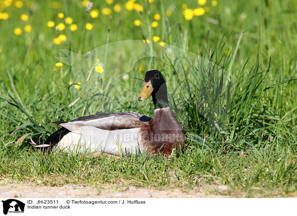Indische Laufente / Indian runner duck / JH-23511