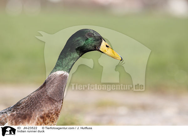 Indische Laufente / Indian runner duck / JH-23522