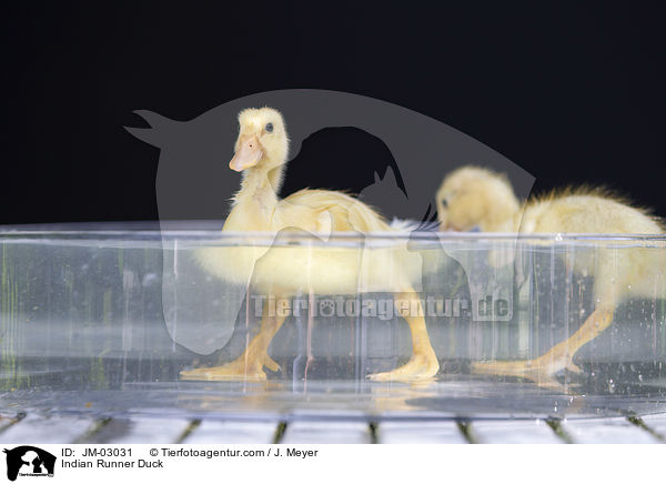Indische Laufente / Indian Runner Duck / JM-03031