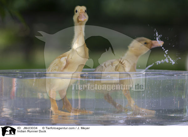 Indische Laufente / Indian Runner Duck / JM-03034