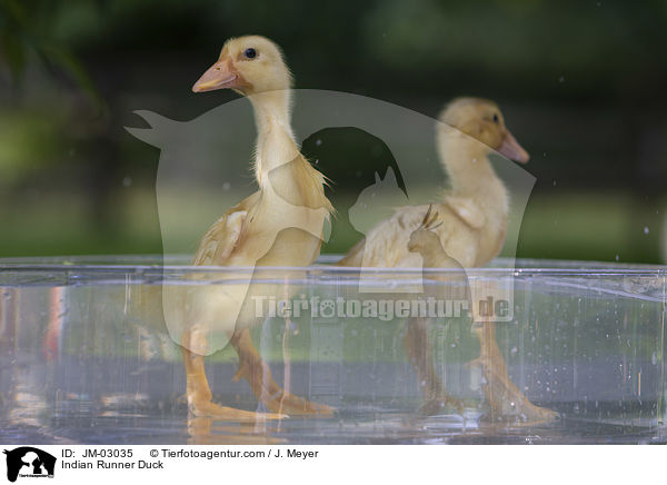 Indische Laufente / Indian Runner Duck / JM-03035
