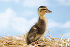 Indian runner duck