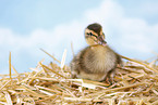Indian runner duck