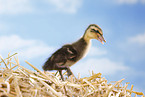 Indian runner duck