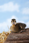 Indian runner duck
