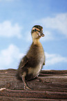Indian runner duck
