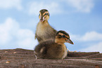 Indian runner ducks