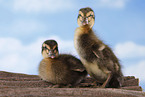Indian runner ducks