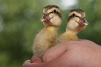 Indian runner ducks