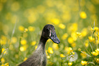 Indian runner duck