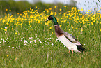 Indian runner duck