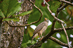 insect hawk