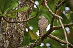 insect hawk