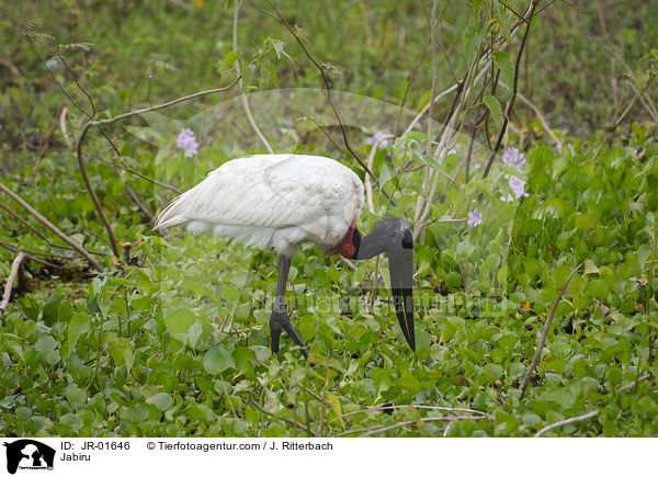 Jabiru / Jabiru / JR-01646