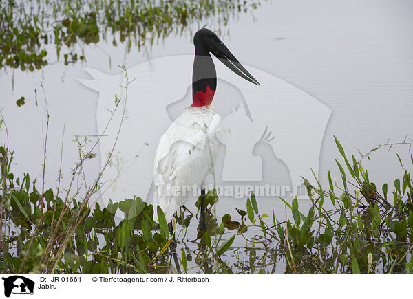 Jabiru / Jabiru / JR-01661