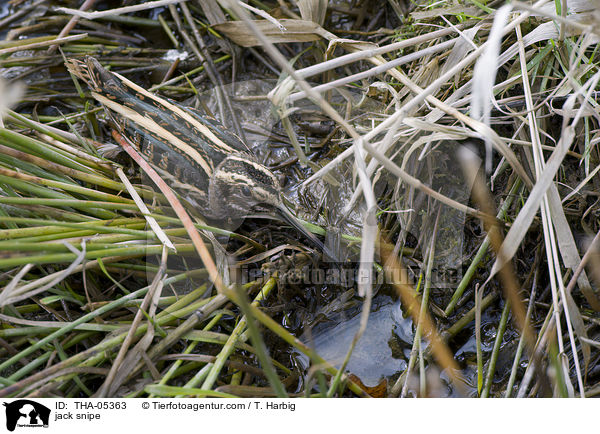 Zwergschnepfe / jack snipe / THA-05363