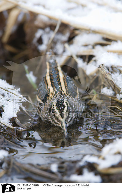 Zwergschnepfe / jack snipe / THA-05969