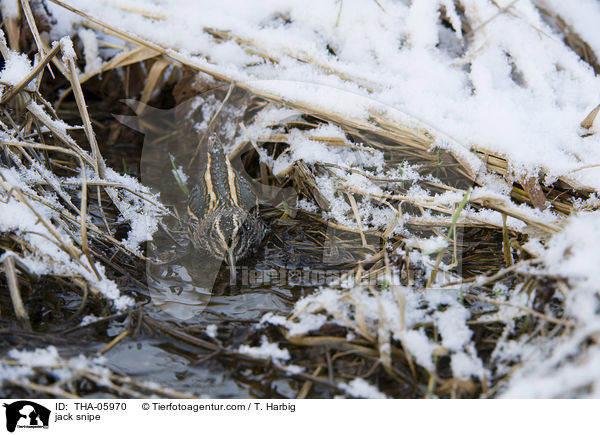 jack snipe / THA-05970