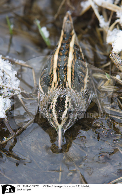 jack snipe / THA-05972
