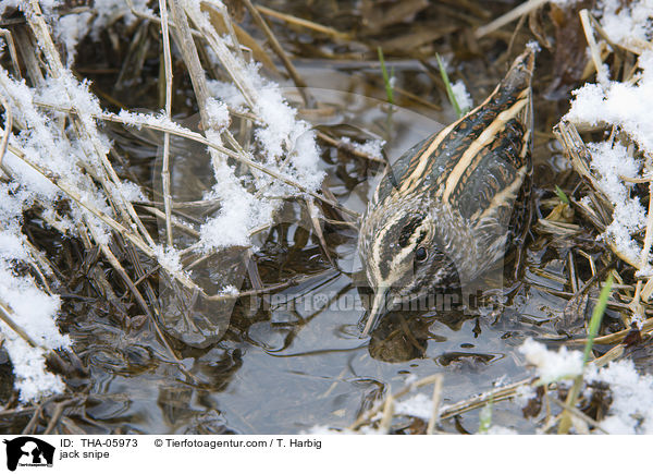 jack snipe / THA-05973