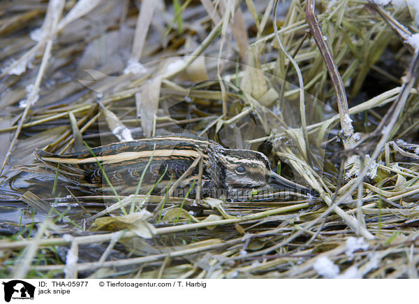 jack snipe / THA-05977