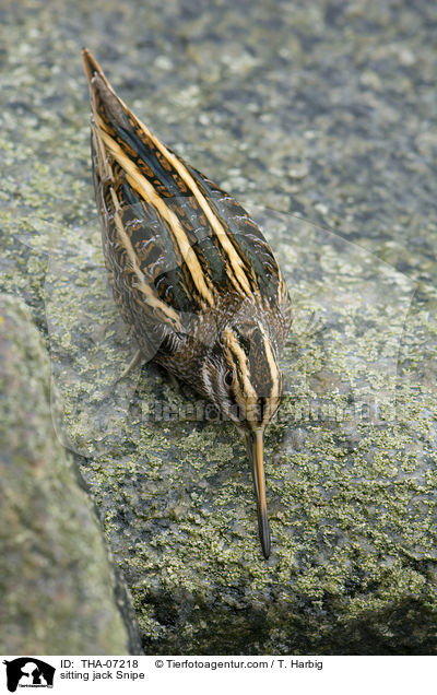 sitting jack Snipe / THA-07218