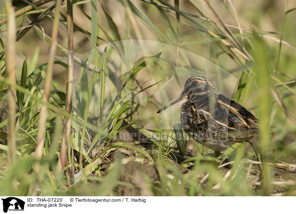 standing jack Snipe / THA-07220