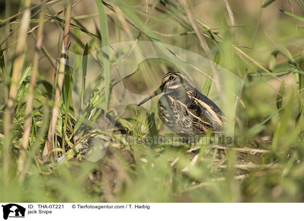 jack Snipe / THA-07221