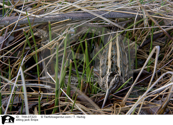 sitting jack Snipe / THA-07223