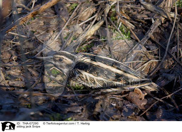 sitzende Zwergschnepfe / sitting jack Snipe / THA-07290
